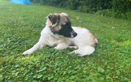 Wollknäuel Gustl sucht seine Familie