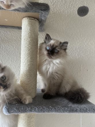 Traumhafte Ragdoll Kitten – Schnell abzugeben wegen Urlaub