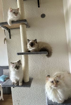 Traumhafte Ragdoll Kitten – Schnell abzugeben wegen Urlaub