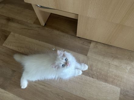 Traumhafte Ragdoll Kitten – Schnell abzugeben wegen Urlaub