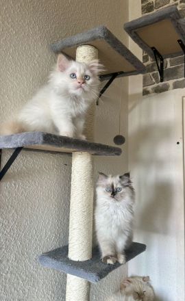 Traumhafte Ragdoll Kitten – Schnell abzugeben wegen Urlaub