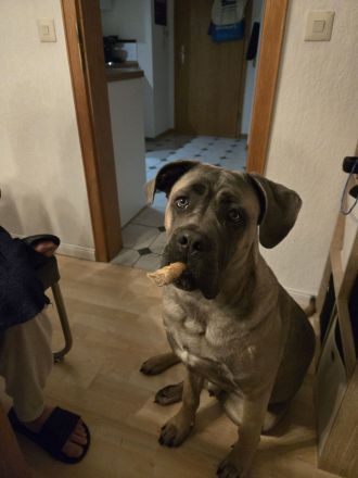 Cane corso rüde