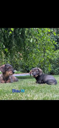 Reinrassige Rauhaardackel