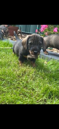 Reinrassige Rauhaardackel