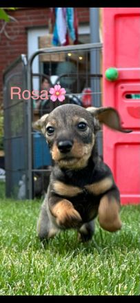 Reinrassige Rauhaardackel