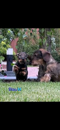 Reinrassige Rauhaardackel