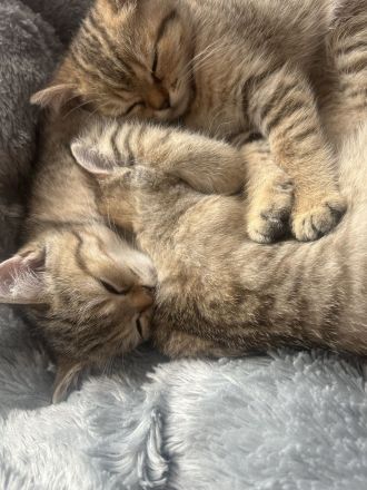 Bkh kitten britisch kurzhaar