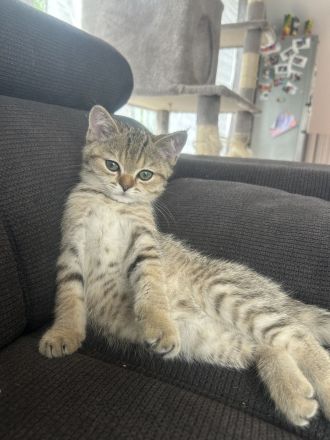 Bkh kitten britisch kurzhaar