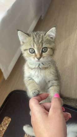 Bkh kitten britisch kurzhaar