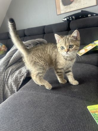 Bkh kitten britisch kurzhaar