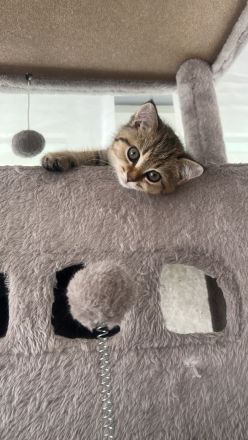 Bkh kitten britisch kurzhaar