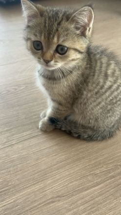 Bkh kitten britisch kurzhaar
