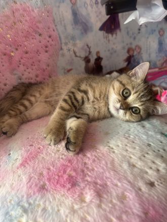 Bkh kitten britisch kurzhaar