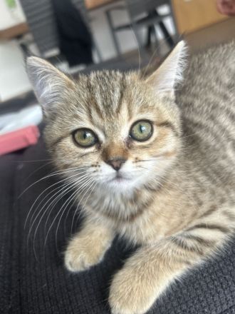 Bkh kitten britisch kurzhaar