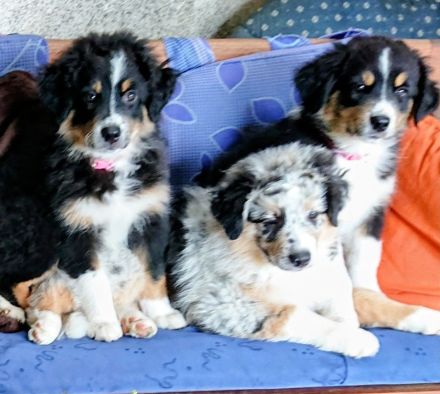 Australian Shepherd Welpen (wunderschöne Aussies)