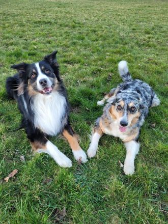 Australian Shepherd Welpen (wunderschöne Aussies)