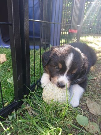 Australian Shepherd Welpen (wunderschöne Aussies)