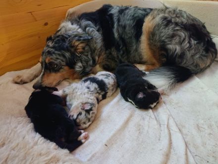 Australian Shepherd Welpen (wunderschöne Aussies)