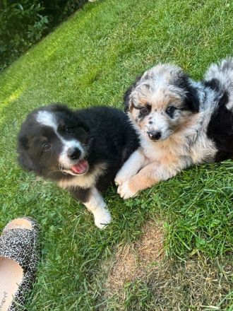 Australian Shepherd Welpen (wunderschöne Aussies)
