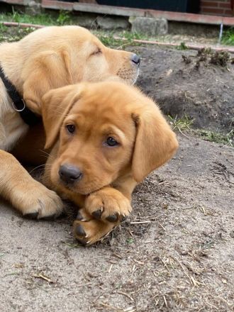 Zauberhafte Labrador Welpen suchen liebevolles Zuhause