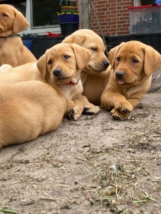 Zauberhafte Labrador Welpen suchen liebevolles Zuhause