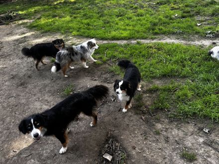 Mini Australien Shepherd