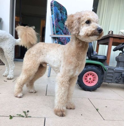 Deckrüde Goldendoodle medium