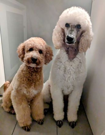 Deckrüde Goldendoodle medium