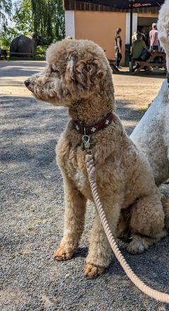 Deckrüde Goldendoodle medium
