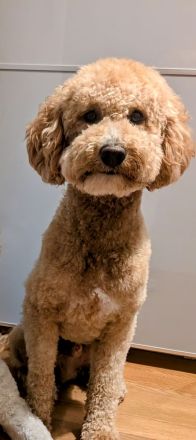 Deckrüde Goldendoodle medium