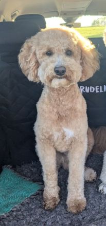 Deckrüde Goldendoodle medium