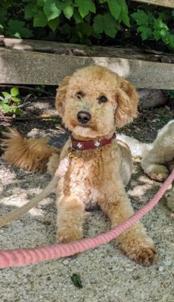 Deckrüde Goldendoodle medium