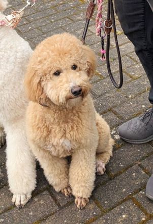 Deckrüde Goldendoodle medium