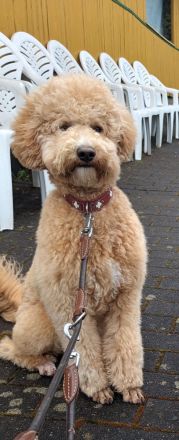 Deckrüde Goldendoodle medium