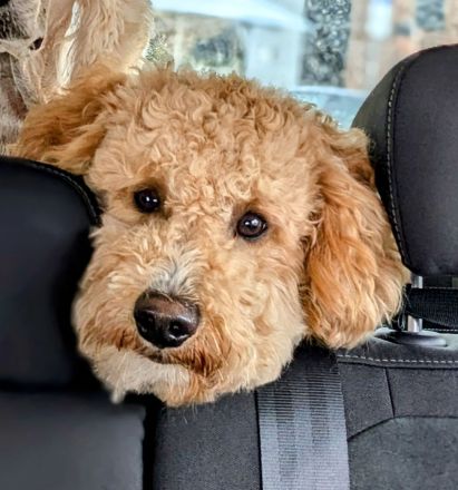 Deckrüde Goldendoodle medium