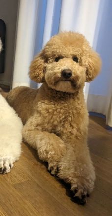 Deckrüde Goldendoodle medium