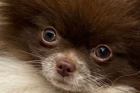 Zauberhafte junge Mini-Pomeranian Mädchen in seltener Farbe mit Ahnentafel