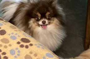 Zauberhafte junge Mini-Pomeranian Mädchen in seltener Farbe mit Ahnentafel