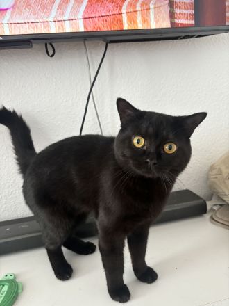 Schwarzer BKH Kater sechs Monate alt