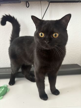 Schwarzer BKH Kater sechs Monate alt