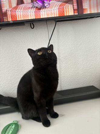 Schwarzer BKH Kater sechs Monate alt