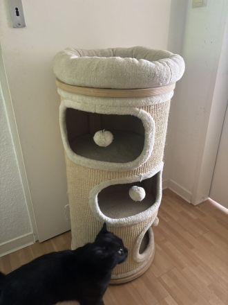 Schwarzer BKH Kater sechs Monate alt