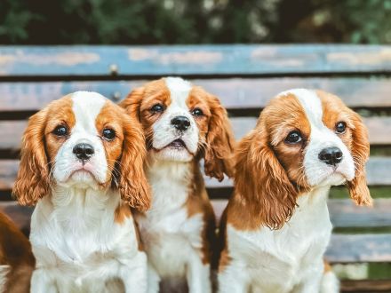 Mario&Marco&Marvin suchen ein neues Zuhause