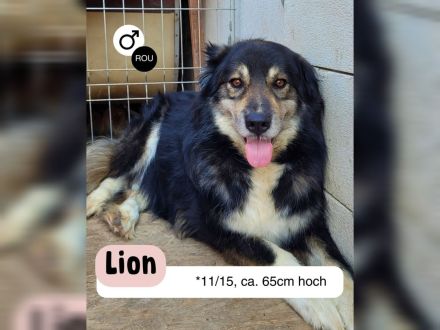 Oldie LION möchte ankommen