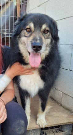 Oldie LION möchte ankommen