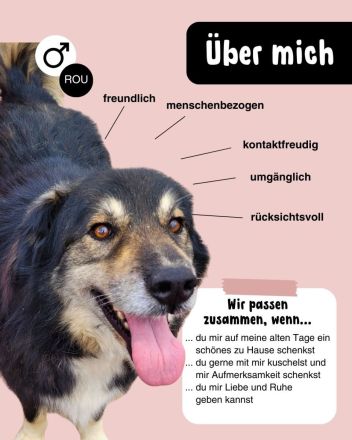 Oldie LION möchte ankommen