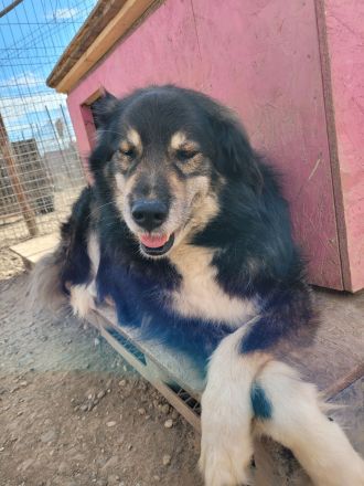 Oldie LION möchte ankommen