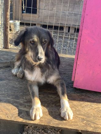 LUPIN sucht sein Zuhause