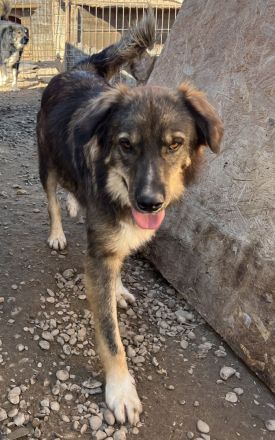 LUPIN sucht sein Zuhause