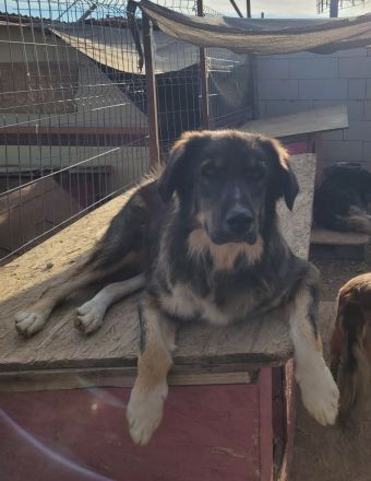 LUPIN sucht sein Zuhause